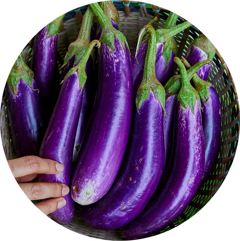 Brinjal F1 – GS-12